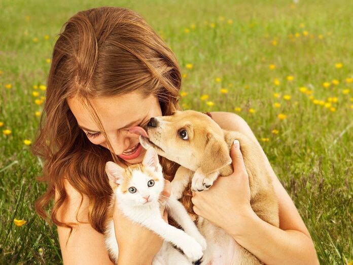 cão e gato