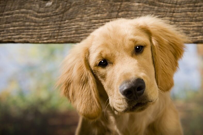 cão