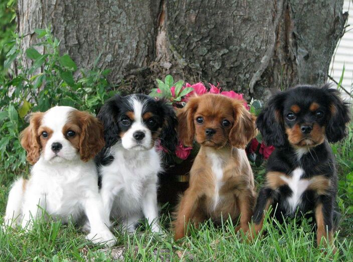 cão cães