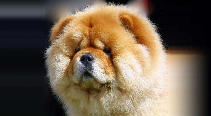cão cães