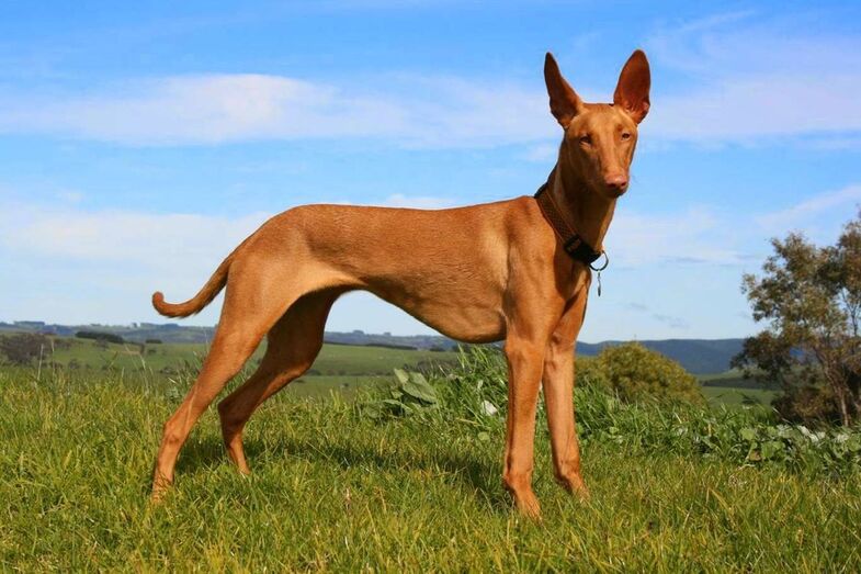 cão cães