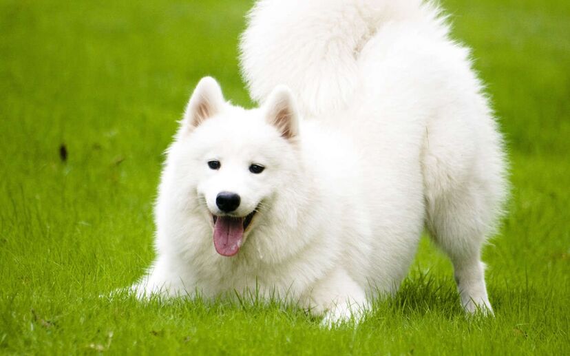 cão cães