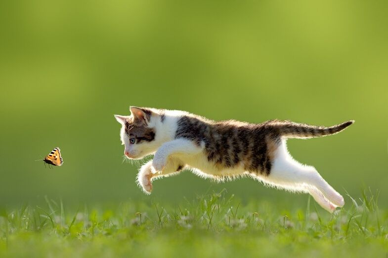 gatos animais de estimação