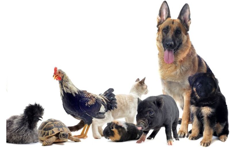 Animais