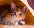 gato