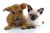 cão e gato