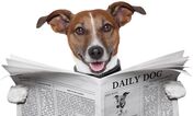 cão jornal