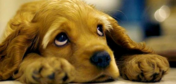 cão