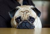 cão
