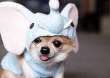 cão