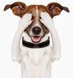 cão