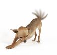 cão