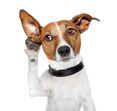 cão