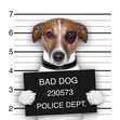 cão