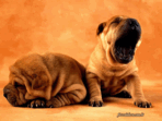 cão cães