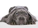 cão