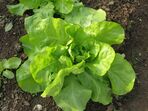 alface vegetais verduras alimentos