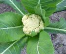 couve flor vegetais alimentos