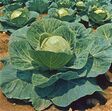 repolho vegetais alimentos