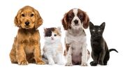 cão cães gato animais