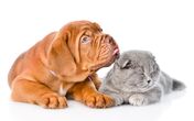 cão cães gato animais