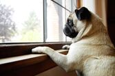 cão cães animais