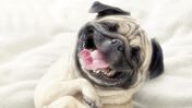 cão cães animais