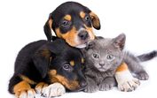 cão e gato