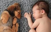 Bebé cão