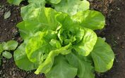 alface vegetais verduras alimentos