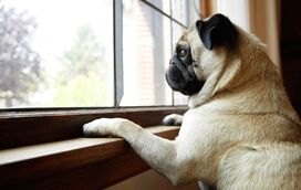 Tempestades expõem falhas graves: SOS Animal e ANIMAL exigem reunião urgente ao Governo para proteger animais em catástrofes