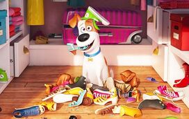 9 dicas para o seu cão ficar bem sozinho em casa