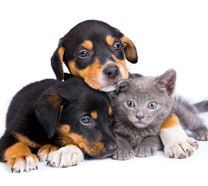Quem gosta de cães é popular, quem gosta de gatos é solteiro