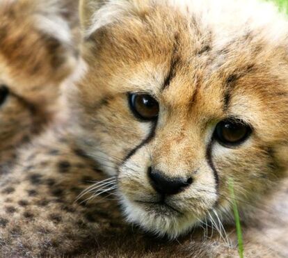 Começou a caça aos ovos! Jardim Zoológico de Lisboa com programa da Páscoa para os mais novos