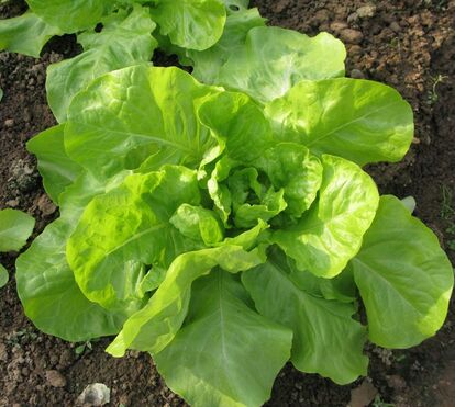 Atenção: há vegetais que engordam