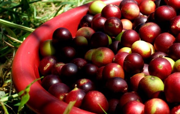 superalimento camu-camu