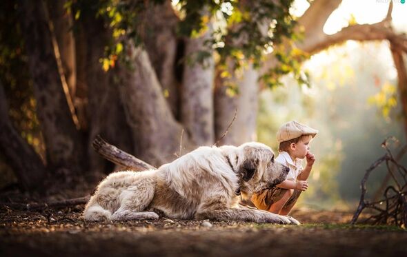cão criança
