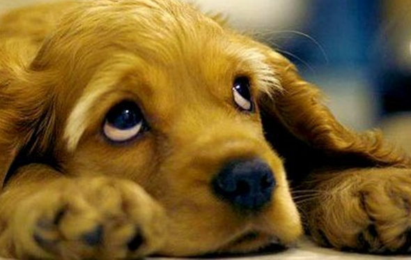 cão