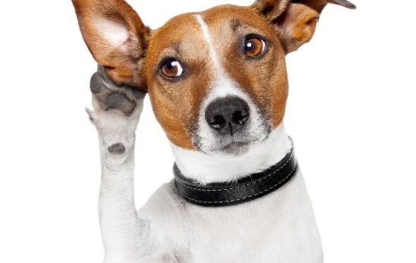 cão