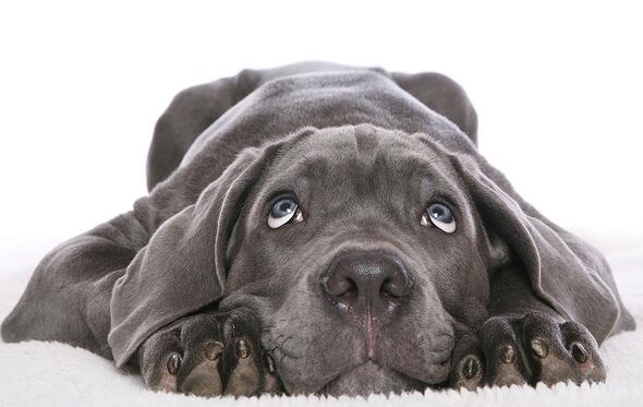 cão