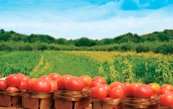 tomates horta legumes