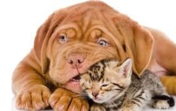 cão cães gato animais