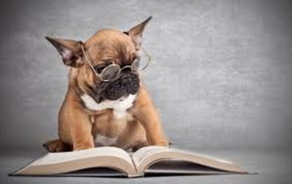cão cães animais
