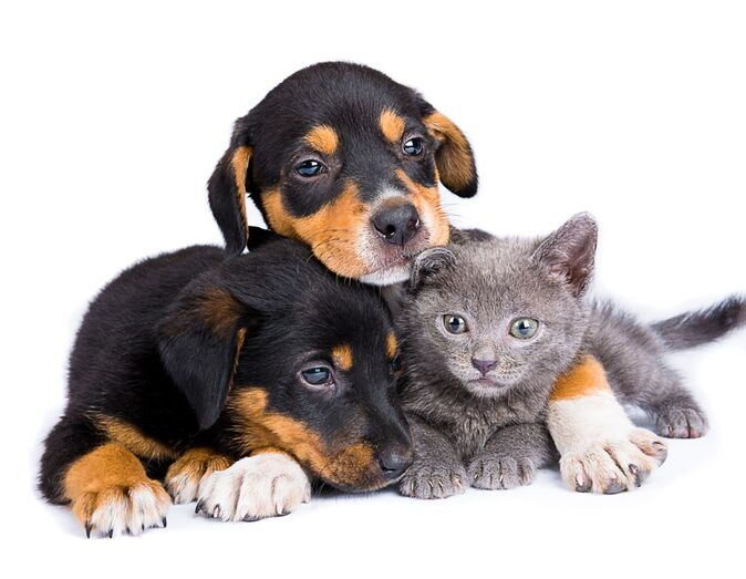 cão e gato