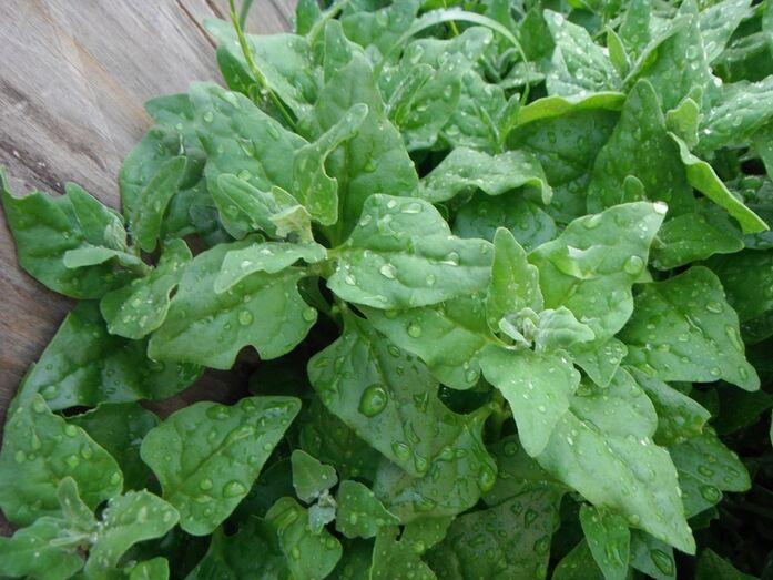 espinafre legumes comida