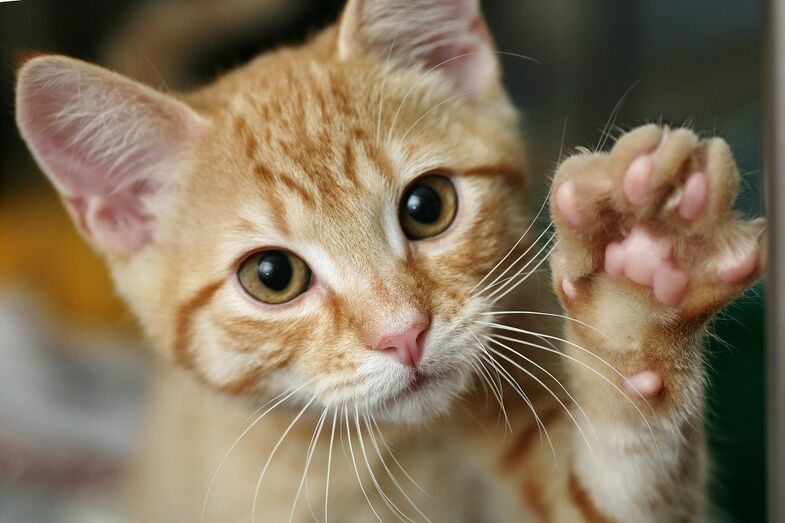 gatos