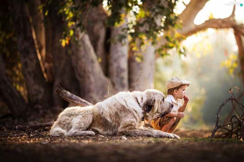 cão criança
