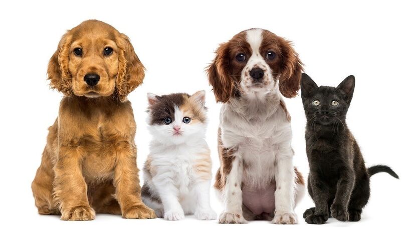 cão cães gato animais