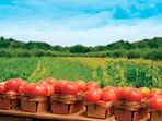 frutas legumes alimentos vegetais TOMATES