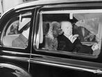 cHURCHILL CÃO